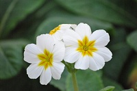 Haveprimula